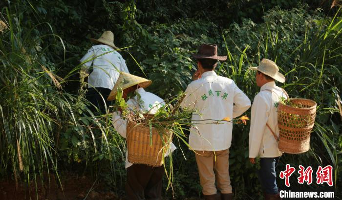 胡玉平带领农户前往大茅山寻找野生中草药。　程志强 摄